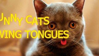 Funny cats showing tongues Cute cat compilation