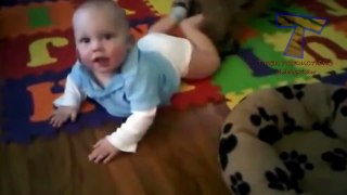 Funny dogs annoying babies Cute dog & baby compilation