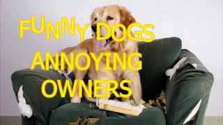 Funny dogs annoying owners Cute dog compilation