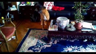 Funny Dogs Funny Videos Funny Animals Videos Funny Dogs Videos Compilation 2015