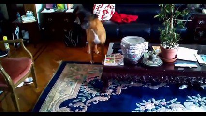 Funny Dogs Funny Videos Funny Animals Videos Funny Dogs Videos Compilation 2015