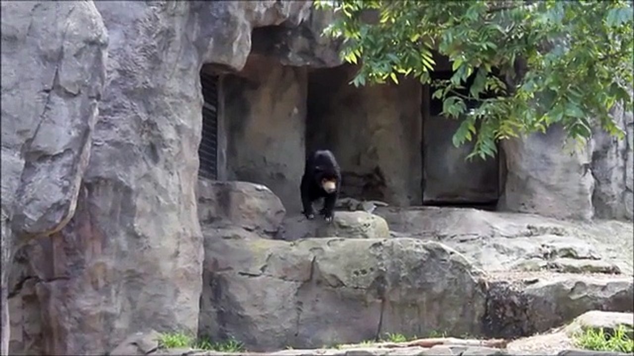 Indecisive Bear
