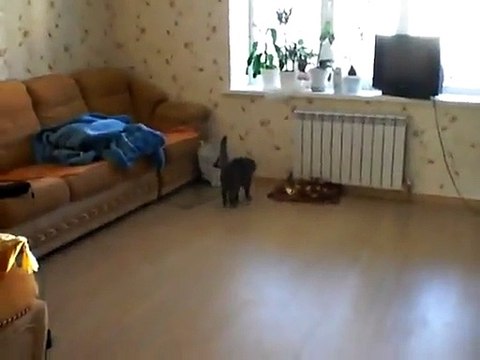 Kitten Walks on Hind Legs