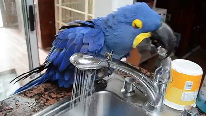 Ce perroquet est le plus coquet du monde !