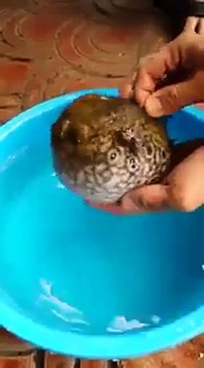 Amazing fish