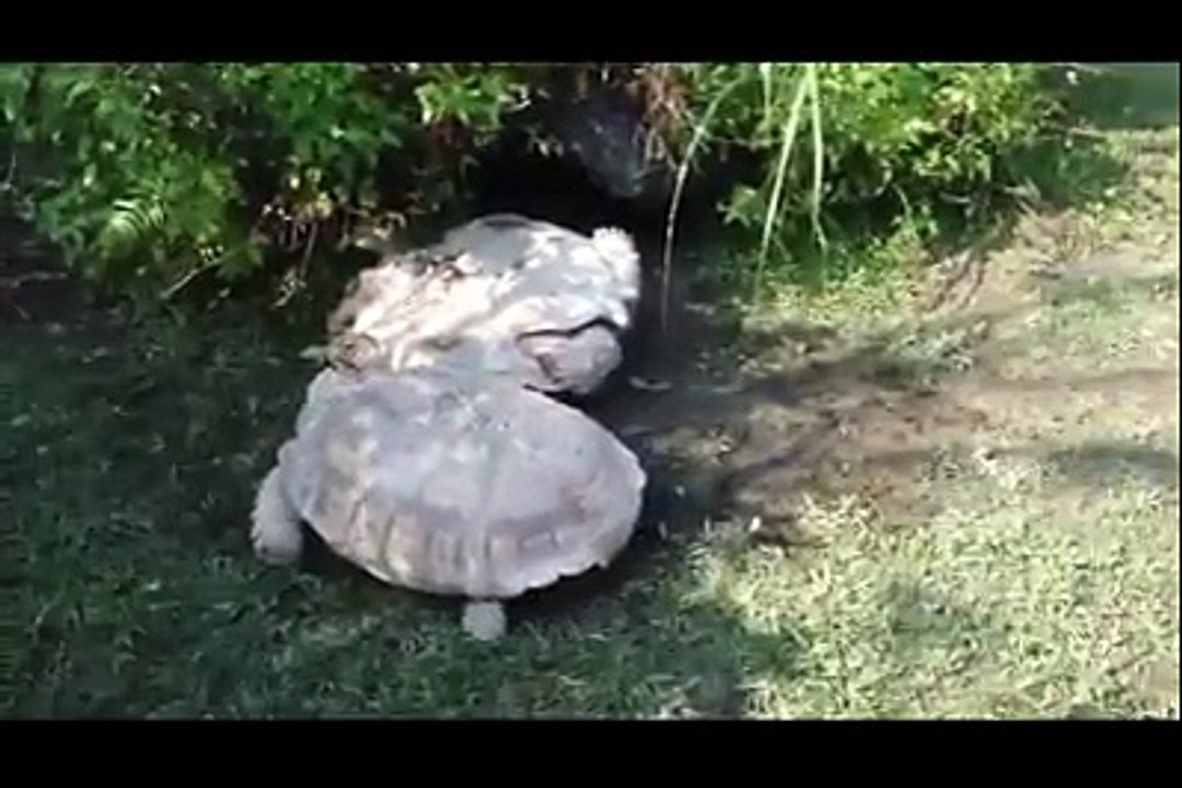 Kaplumbağanın Duygulandıran Arkadaşlığı