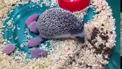 Yeni doğmuş Kirpi yavruları