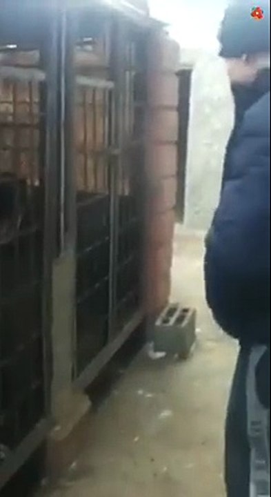 Köpeği Kızdırmanın Sonu Kötü Bitti