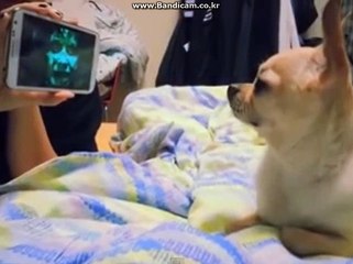 국내 웃긴동영상 모음집 ㅎㅎ
