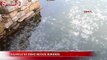 Çanakale Gelibolu'da denizanası istilası