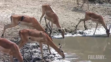 Timsahın Saldırma Anı