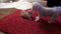 Bichon Frise Puppies playing with Mom.