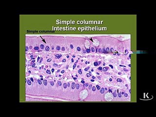 Antomy of Epithelium