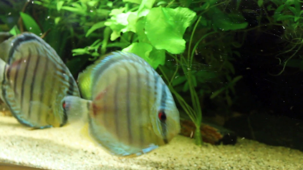 Symphysodon tarzoo Tefé
