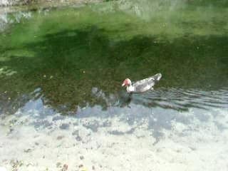 Drôle de canard qui nage