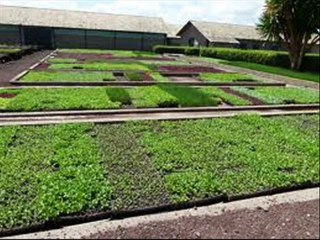 Vegetables Nursery lagany k tareeqay by Dr.Ashraf Sahibzada