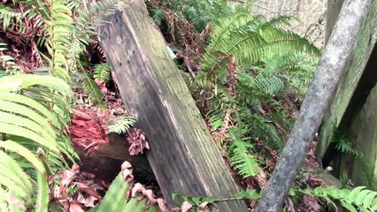 ABANDONED - Milwaukee Road Wood Railroad Trestle, Bellingham, WA