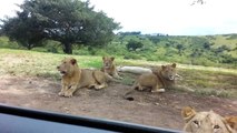 Panique ! Un lion ouvre la portière d'une voiture
