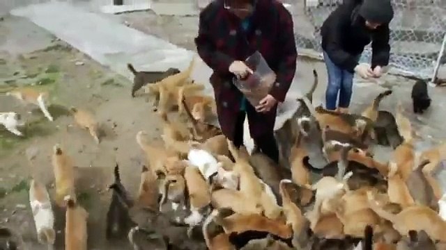 Aoshima, l'île aux chats au Japon