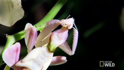 Deadly Disguised Orchids