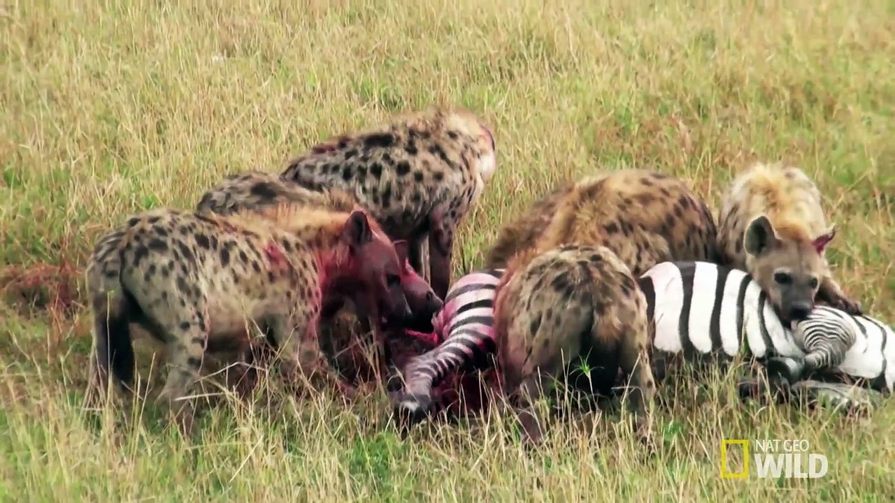 Deadly Sibling Infighting