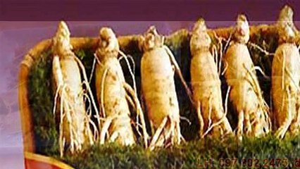 Chế biến sâm tươi ngâm rượu không phải đơn giản như mọi người làm