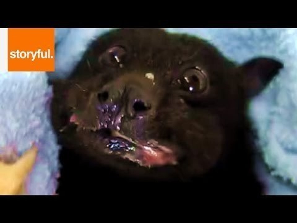 Rescued Fruit Bat's Happiness Returns With a Banana video Dailymotion