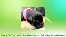 Puppy ID Bands - Identification Collars for Newborns - Fast USA Shipping! Review