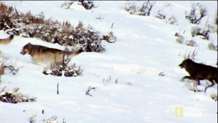 Powerful Pack Hunters