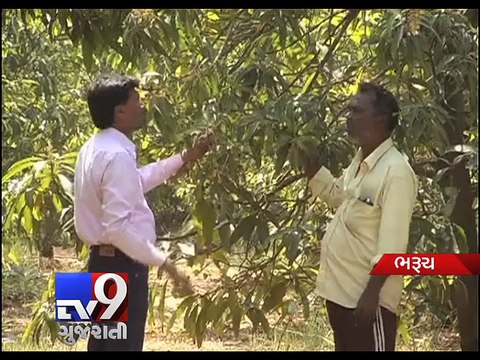 Bharuch: Unseasonal rains push up prices of mangoes - Tv9 Gujarati