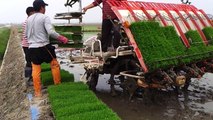 Amazing Video Of Rice Cultivation