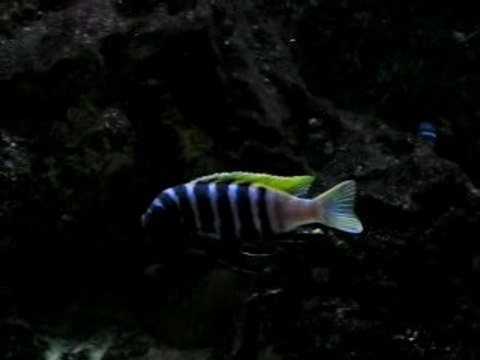 Cynotilapia afra jalo reef