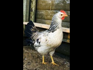 Maybe It Will Not  He Is A Vegetarian