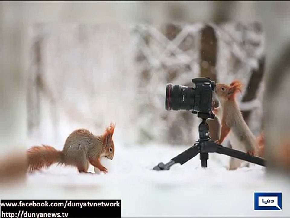 Dunya news-Photographer snaps pair of red squirrels playing with snowballs
