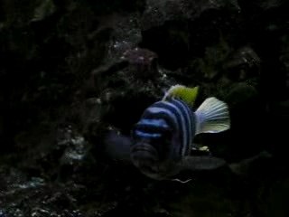 Cynotilapia afra jalo reef