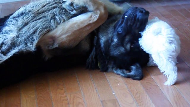 German Shepherd entertains tiny puppy