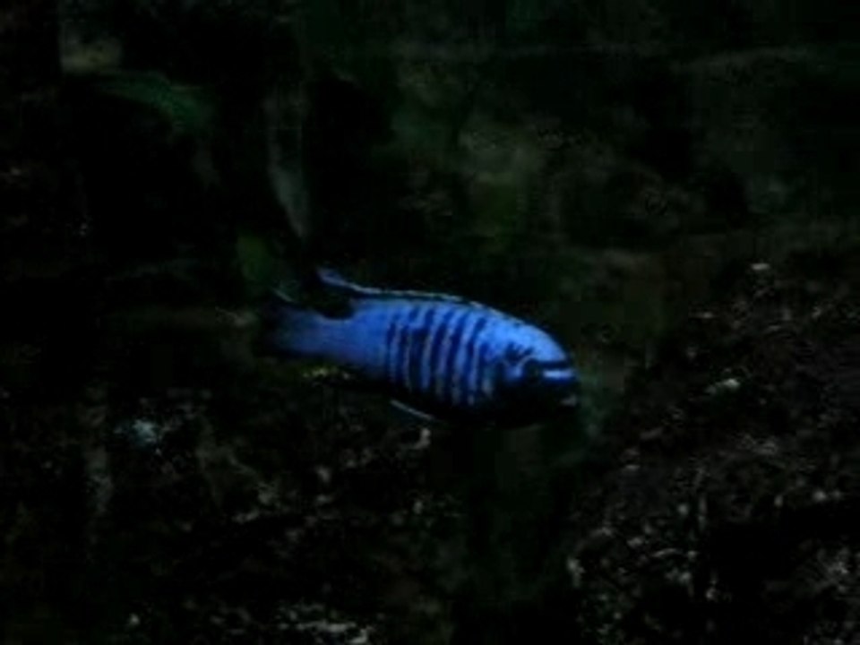 Pseudotropheus Heteropictus higga reef