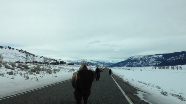 Un bison charge une voiture en pleine route... Les joies du parc Yellowstone!