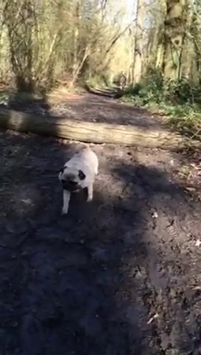 Un chien se prend un arbre en pleine tête : bon gros FAIL