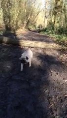 Un chien se prend un arbre en pleine tête : bon gros FAIL