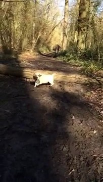 Ridiculous Pug Fail! Headshot on a tree