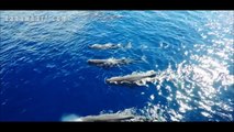 An Unbelievable Aerial View of Sperm Whales Off California Coast