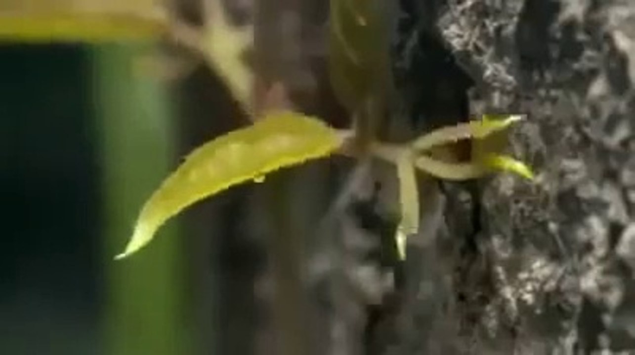 Amazing and natural Scene, Must Watch - Voice Of Battagram - VOB