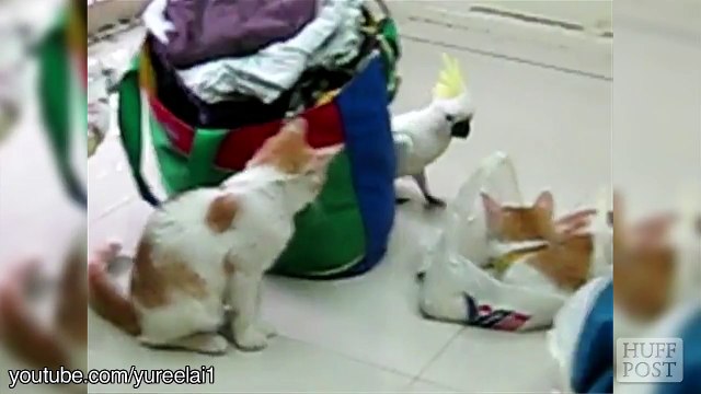 Des oiseaux qui veulent être amis avec des chats ?