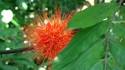 Laure Hériard Dubreuil x Eres