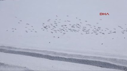 Kuşların Kar Üstünde Yiyecek Savaşı
