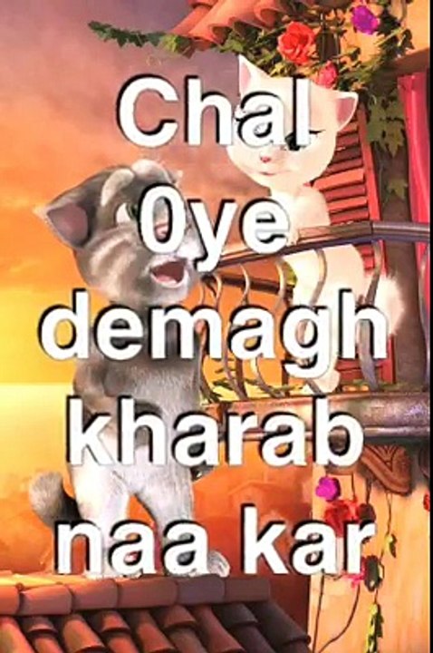Tom cat funny