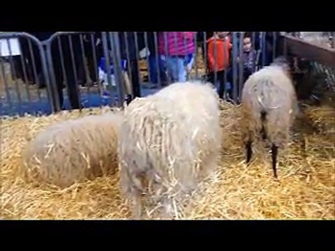 Salon d'agriculture porte de versailles