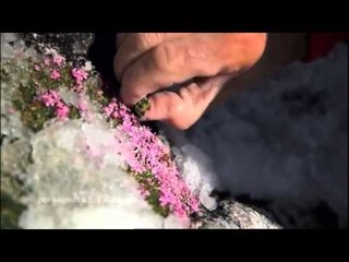 DRDA : Biologistes et alpinistes