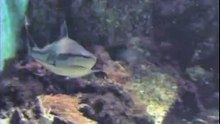 REQUIN